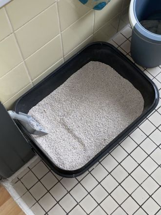 Kater der ein Zuhause sucht