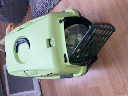 Kater der ein Zuhause sucht