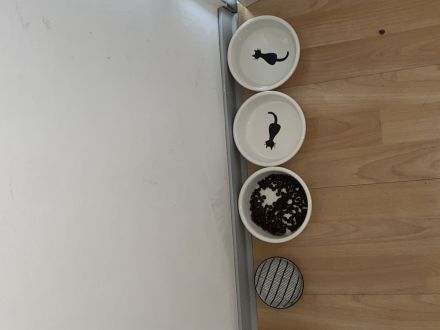 Kater der ein Zuhause sucht