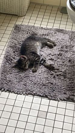 Kater der ein Zuhause sucht