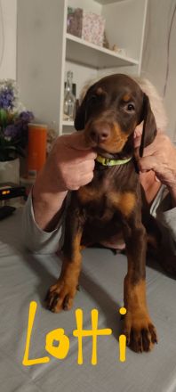 Dobermannwelpen