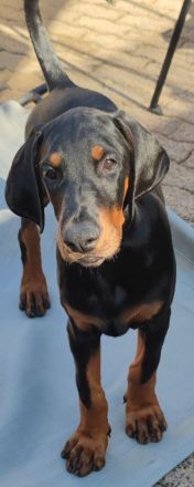 Dobermannwelpen