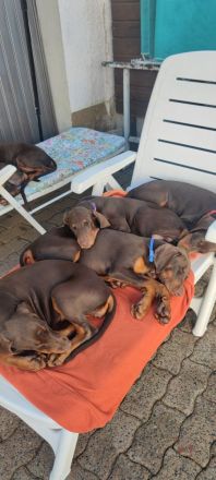 Dobermannwelpen