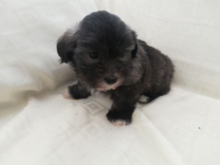 Havaneser Welpen reinrassig