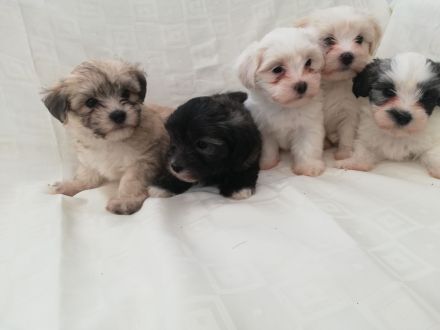 Havaneser Welpen reinrassig