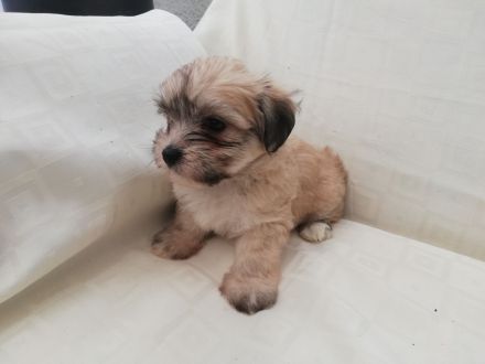 Havaneser Welpen reinrassig