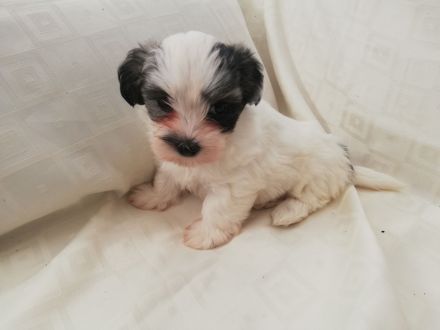 Havaneser Welpen reinrassig