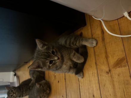 Bkh kitten Katzen Blau Silver