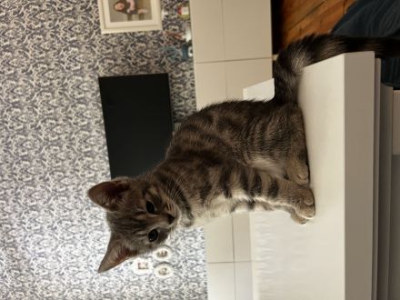 Bkh kitten Katzen Blau Silver