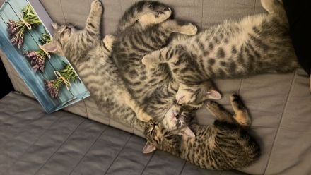 Bkh kitten Katzen Blau Silver