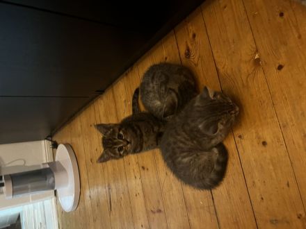 Bkh kitten Katzen Blau Silver