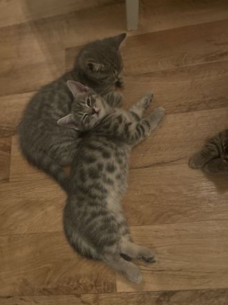 Bkh kitten Katzen Blau Silver