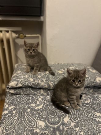 Bkh kitten Katzen Blau Silver