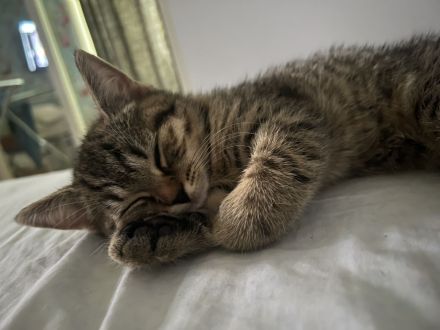 Bkh kitten Katzen Blau Silver