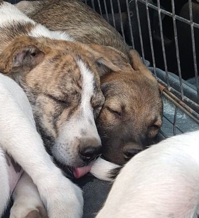 Axel sucht Dosenöffner