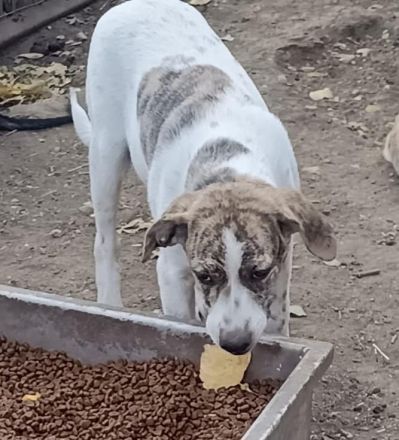 Axel sucht Dosenöffner