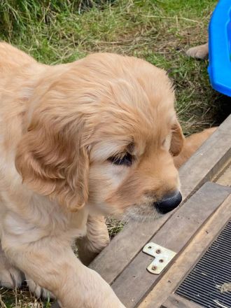 Dark Goldene Retrieverwelpen mit Papieren vom guten Kleinzüchter