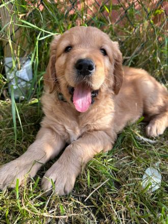 Dark Goldene Retrieverwelpen mit Papieren vom guten Kleinzüchter