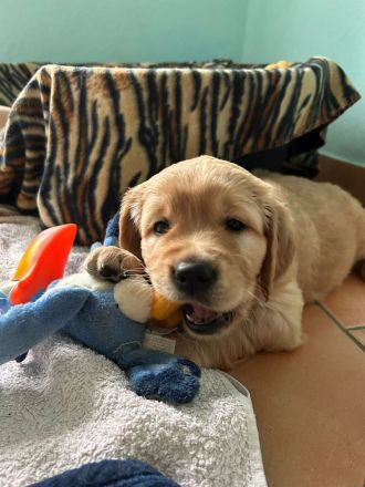 Dark Goldene Retrieverwelpen mit Papieren vom guten Kleinzüchter