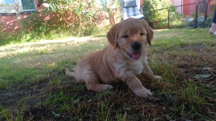 Dark Goldene Retrieverwelpen mit Papieren vom guten Kleinzüchter