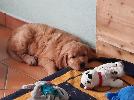 Dark Goldene Retrieverwelpen mit Papieren vom guten Kleinzüchter