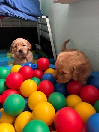 Dark Goldene Retrieverwelpen mit Papieren vom guten Kleinzüchter