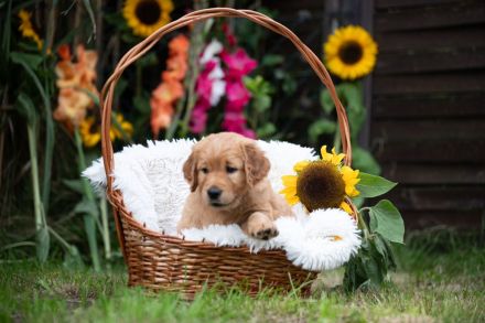 Dark Goldene Retrieverwelpen mit Papieren vom guten Kleinzüchter