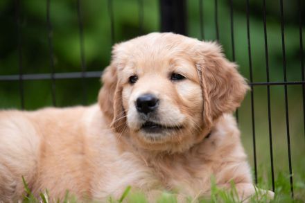 Dark Goldene Retrieverwelpen mit Papieren vom guten Kleinzüchter