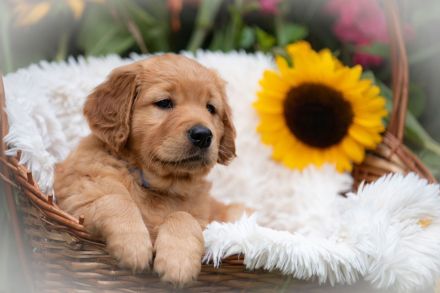 Dark Goldene Retrieverwelpen mit Papieren vom guten Kleinzüchter