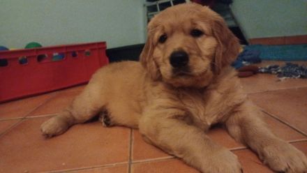 Dark Goldene Retrieverwelpen mit Papieren vom guten Kleinzüchter