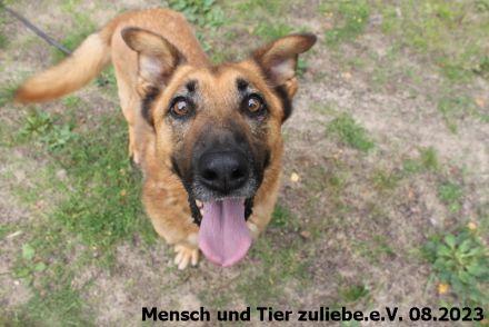 Leon 60cm ca. 2019 geboren