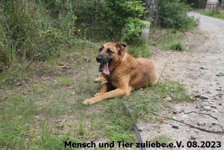 Leon 60cm ca. 2019 geboren