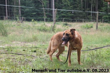 Leon 60cm ca. 2019 geboren