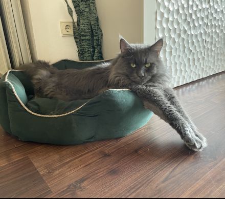 Reinrassige Maine Coon Kitten in blue smoke