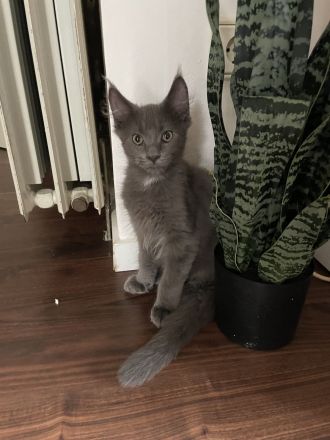 Reinrassige Maine Coon Kitten in blue smoke