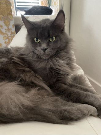 Reinrassige Maine Coon Kitten in blue smoke