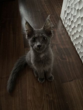 Reinrassige Maine Coon Kitten in blue smoke
