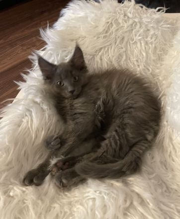 Reinrassige Maine Coon Kitten in blue smoke
