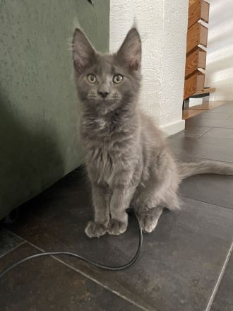 Reinrassige Maine Coon Kitten in blue smoke