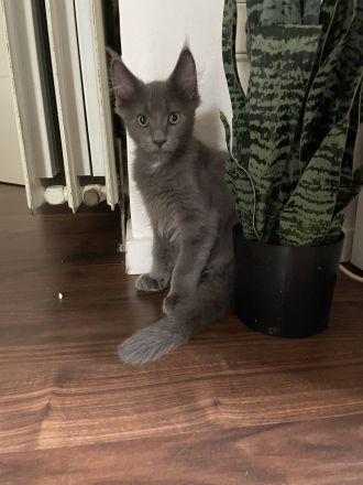 Reinrassige Maine Coon Kitten in blue smoke