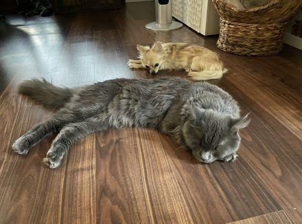 Reinrassige Maine Coon Kitten in blue smoke