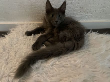 Reinrassige Maine Coon Kitten in blue smoke