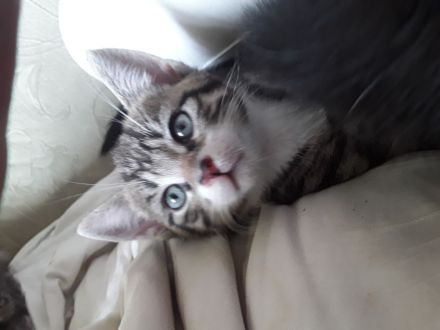 5 süße Kartäuser BKH Mix kitten