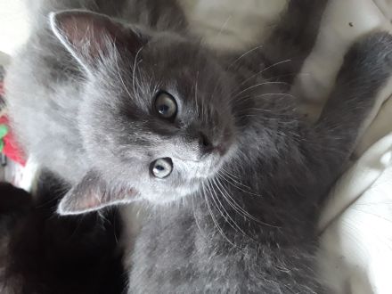 5 süße Kartäuser BKH Mix kitten