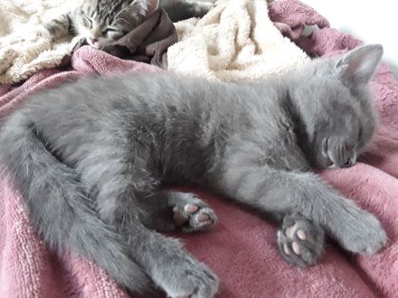 5 süße Kartäuser BKH Mix kitten