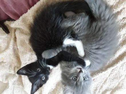 5 süße Kartäuser BKH Mix kitten