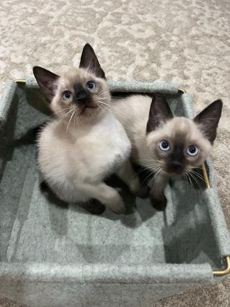 Siam Kitten blue point