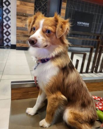 Australian Shepherd Welpen