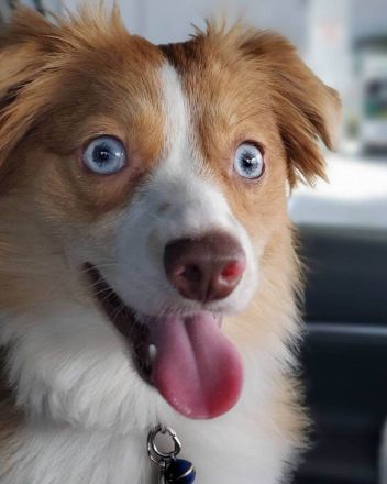 Australian Shepherd Welpen