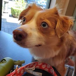 Australian Shepherd Welpen